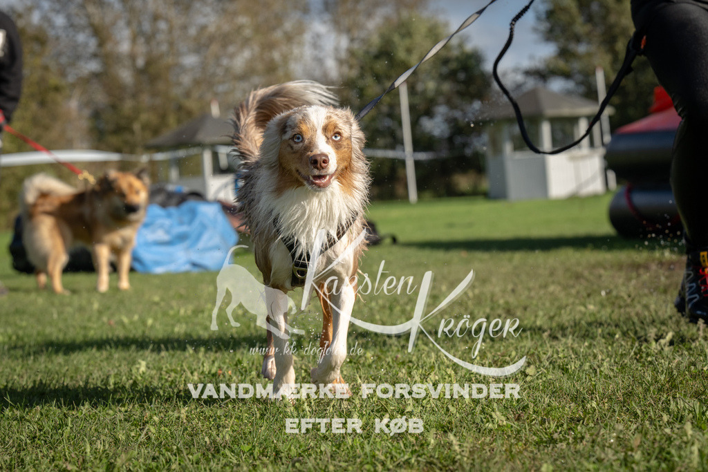 1441-94782 | kk-dogfotos