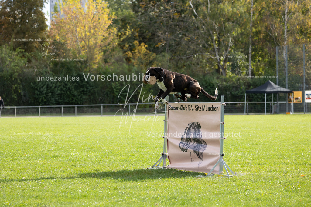 _16A6678 | Einzigartige Fotos von Hunden & Menschen –Actionfotos, Portraits, Vereinsaufnahmen & Paarshootings – authentisch, lebendig & mit Herz.
