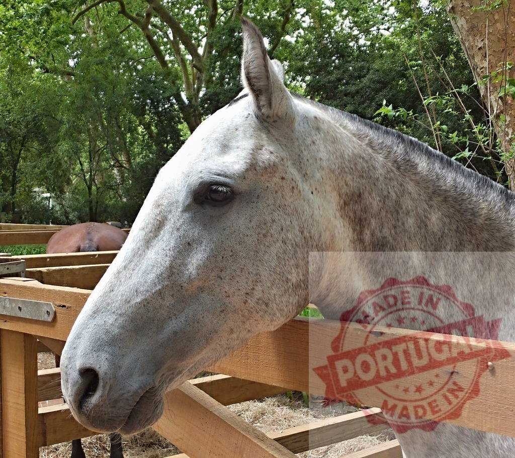 Dapple grey horse head looking over wooden fence | Dapple grey horse head with a dark mane looking over a rustic wooden fence outdoors - Realized with Pictrs.com