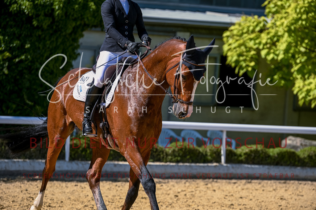 Schugtsche-Aluta25-50.Dressurpferdeprf.L-138 | Schugtsche Fotografie - Realisiert mit Pictrs.com