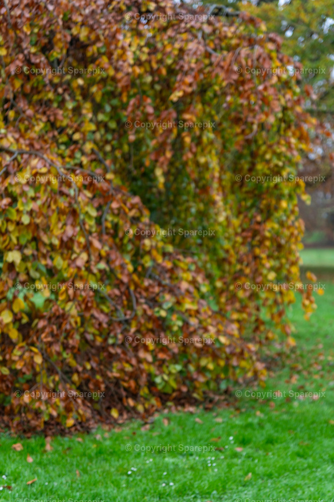 CRO_Autumn_Trees18_Bokeh | sparepix - Realisiert mit Pictrs.com