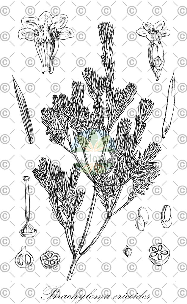HistAbb_wfo-0000570357_1_ENZY_Simple | Historische Abbildung von Brachyloma ericoides - Ericaceae | Historical Illustration of Brachyloma ericoides - Ericaceae