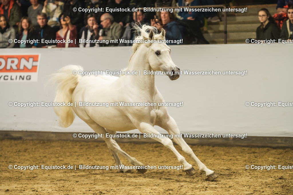 20240302_Hengstvorstellung_Marbach_TOMsPiC_1137 | equistock