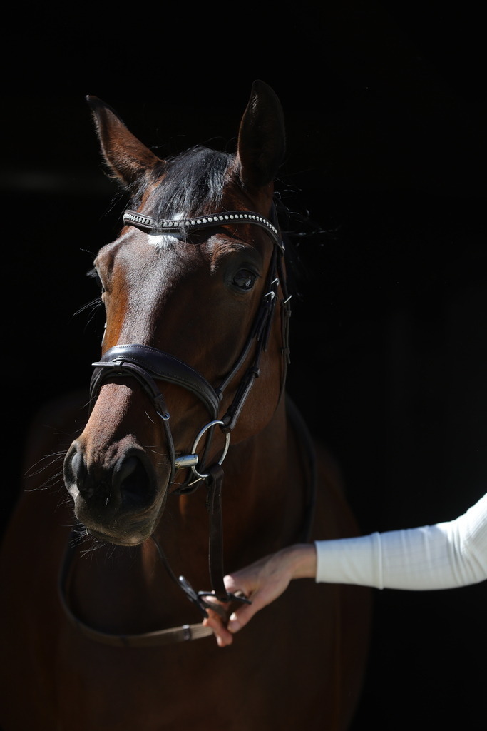 0P6A8718 | Willkommen bei Brunnmayr - Design & Fotografie – Ihrem Spezialisten für Reitturniere und Pferdeveranstaltungen in Oberösterreich, Salzburg und Bayern! Seit über 17 Jahren sind wir leidenschaftlich dabei.