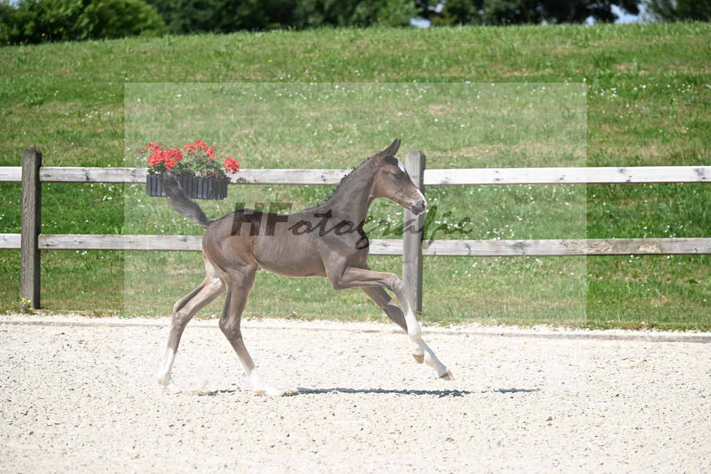 Kat-Nr. 6 Esperanto x Finnigan_HF_Waldner_15250200 | hf-fotografie - Realisiert mit Pictrs.com