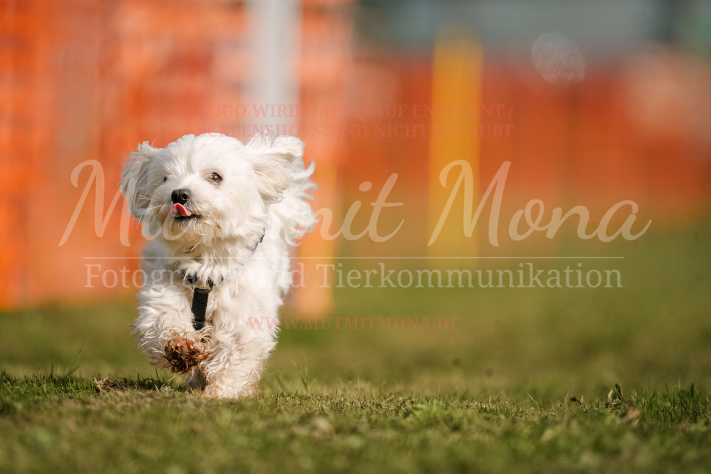 20250928_Hunderennen-250 | MuT (Mensch und Tier) mit Mona - Fotografie und Tierkommunikation - Realisiert mit Pictrs.com
