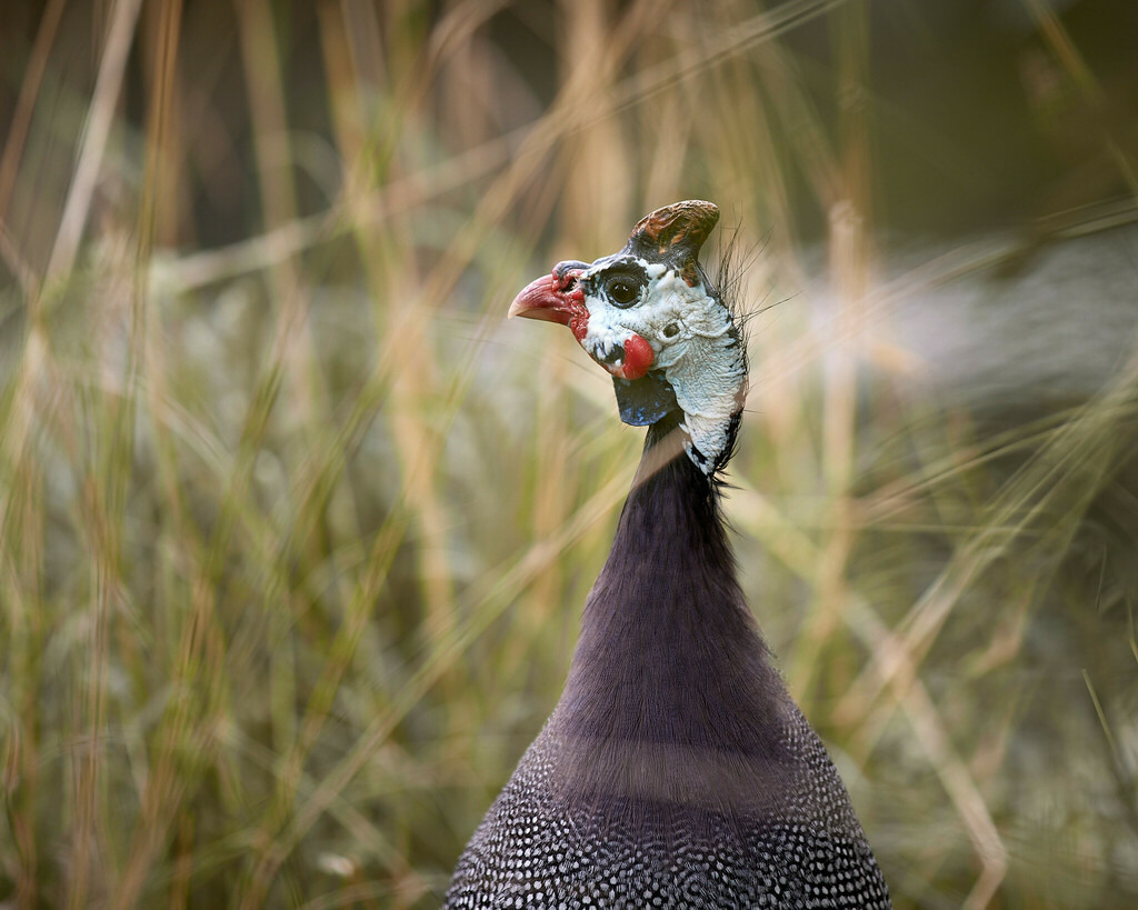 2023_07_27 Basel Zoli (86) 4 | Peter Fridle Fotografie - Realisiert mit Pictrs.com