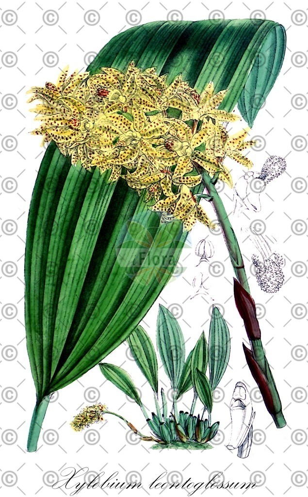 HistAbb_wfo-0001035773_2_ENZY_Simple | Historische Abbildung von Xylobium leontoglossum - Orchidaceae | Historical Illustration of Xylobium leontoglossum - Orchidaceae