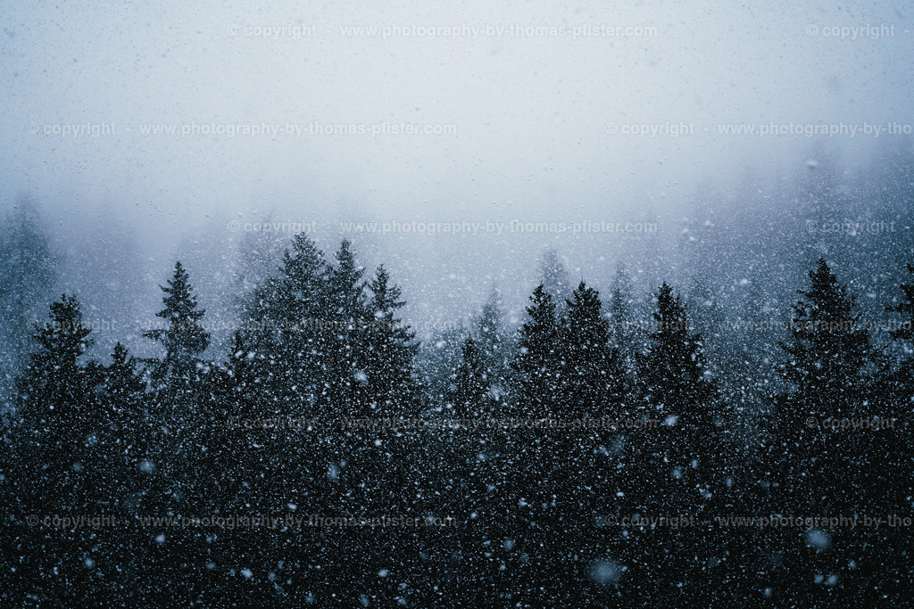 Schneefall im Wald copyright  Thomas Pfister-2 | PHOTOGRAPHY BY THOMAS PFISTER