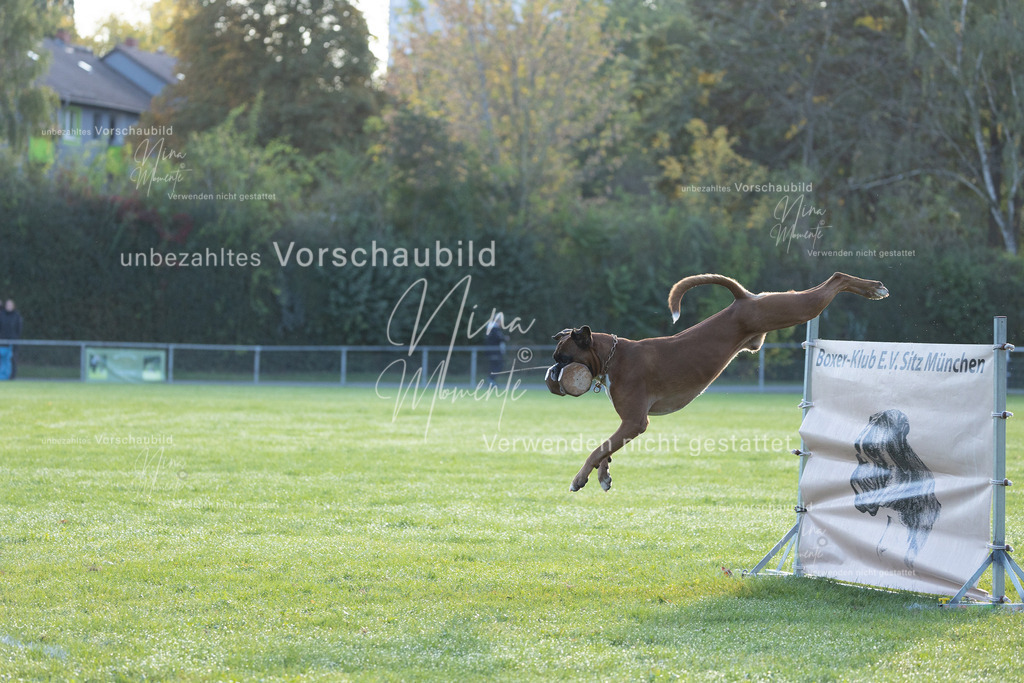 _16A6243 | Einzigartige Fotos von Hunden & Menschen –Actionfotos, Portraits, Vereinsaufnahmen & Paarshootings – authentisch, lebendig & mit Herz.