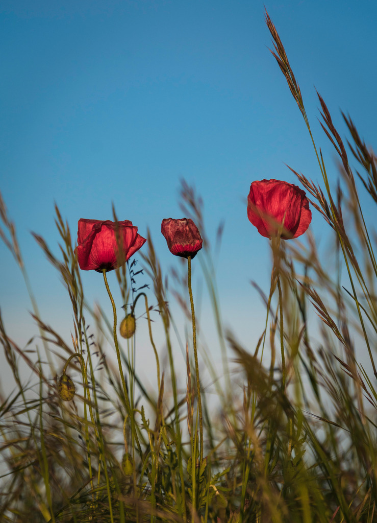 DSC_6907-2 | renerovisanfotoart.com