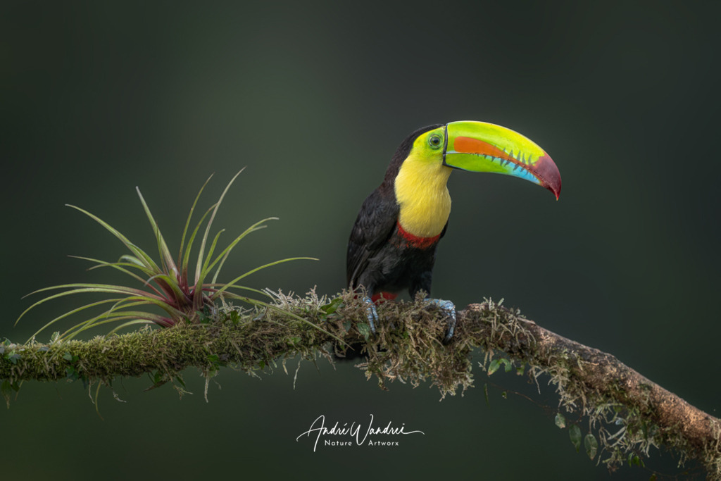 Schnabelstark | Andre Wandrei - Nature Artworx - Realisiert mit Pictrs.com