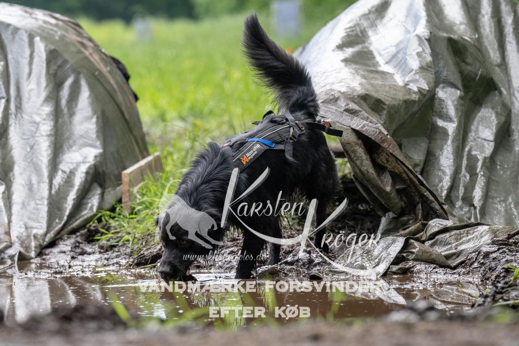 1110_ZZ91753 | kk-dogfotos