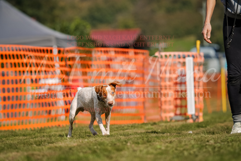 20250928_Hunderennen-411 | MuT (Mensch und Tier) mit Mona - Fotografie und Tierkommunikation - Realisiert mit Pictrs.com