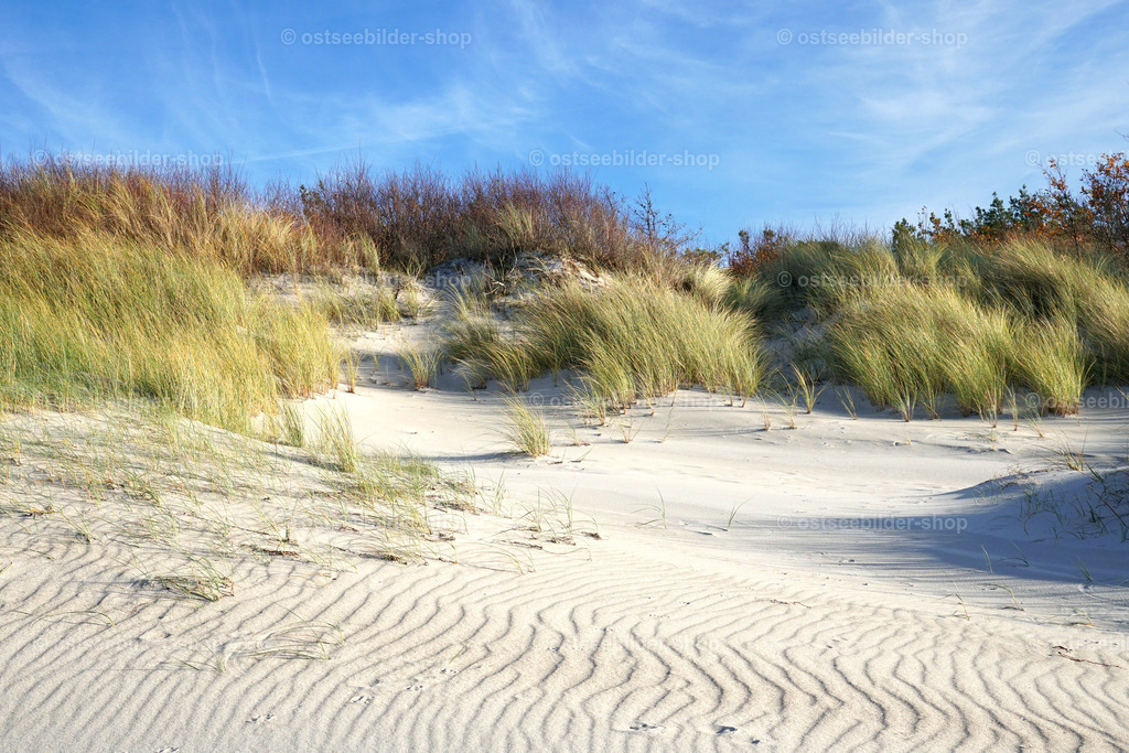 Düne am Weststrand | Wellen aus Sand erstrecken sich auf dem weissen, feinen Flugsand zwischen Strandhaferinseln am Weststrand.