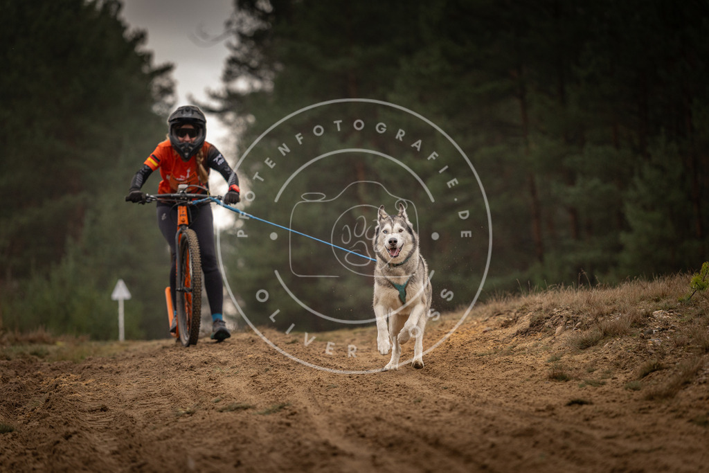 Pfotenfotografie_DV3A4988 | Hundefotografie, Tierfotograf, Pfotenfotografie, Fotoshooting Hund, Hunde Portrait, Hundesport, Hundeportraits, Heideshooting, Hunde, Sportfotograf, Hundefotograf, Turnierhundsport, THS,  - Realisiert mit Pictrs.com