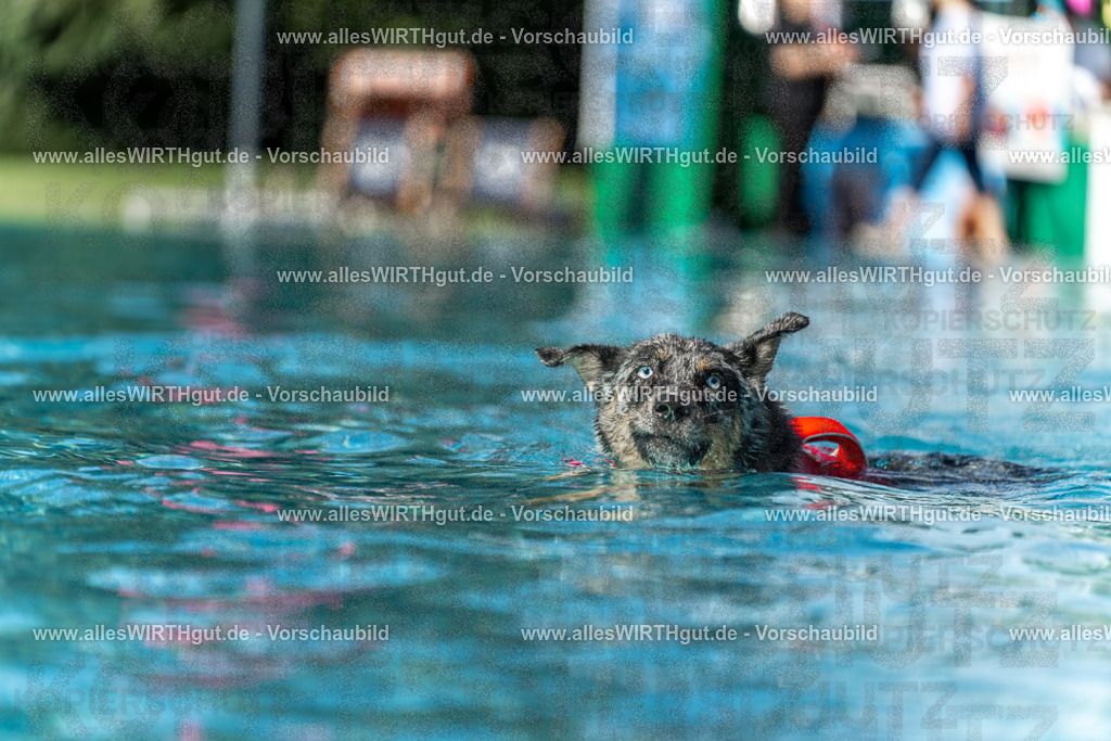 Hundeschwimmen_Volksbad_2026-allesWIRTHgut_Tierfotografie-2609061206-111608-7R500169 | Professionelle Tierfotografie in Mönchengladbach von Daniel Wirth (allesWIRTHgut). Liebevolle & natürliche Bilder von Hunden & Katzen für unvergessliche Erinnerungen.