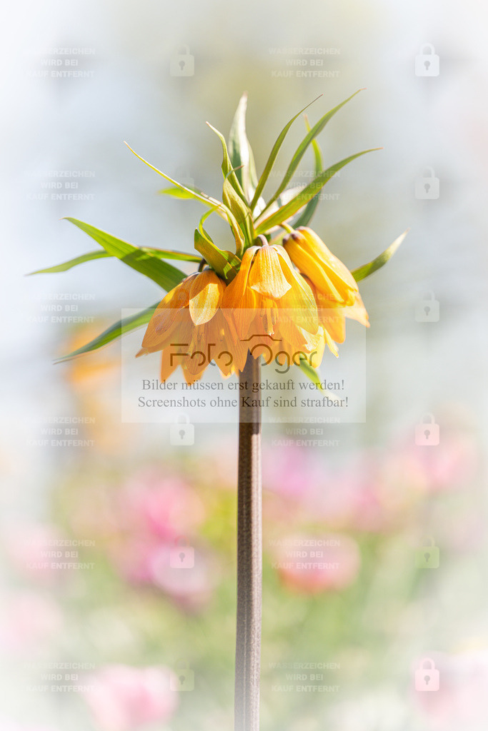 Goldene Kaiserkrone – Frühlingspracht im Sonnenlicht | Eine goldgelbe Kaiserkrone (Fritillaria imperialis) erstrahlt im sanften Licht des Frühlings.Vor einem zarten, bunten Hintergrund entfaltet die Blüte ihre volle Eleganz und strahlt Wärme und Lebensfreude aus.Ein harmonisches Naturmotiv, das Leichtigkeit und Frische in jeden Raum bringt. - Realisiert mit Pictrs.com