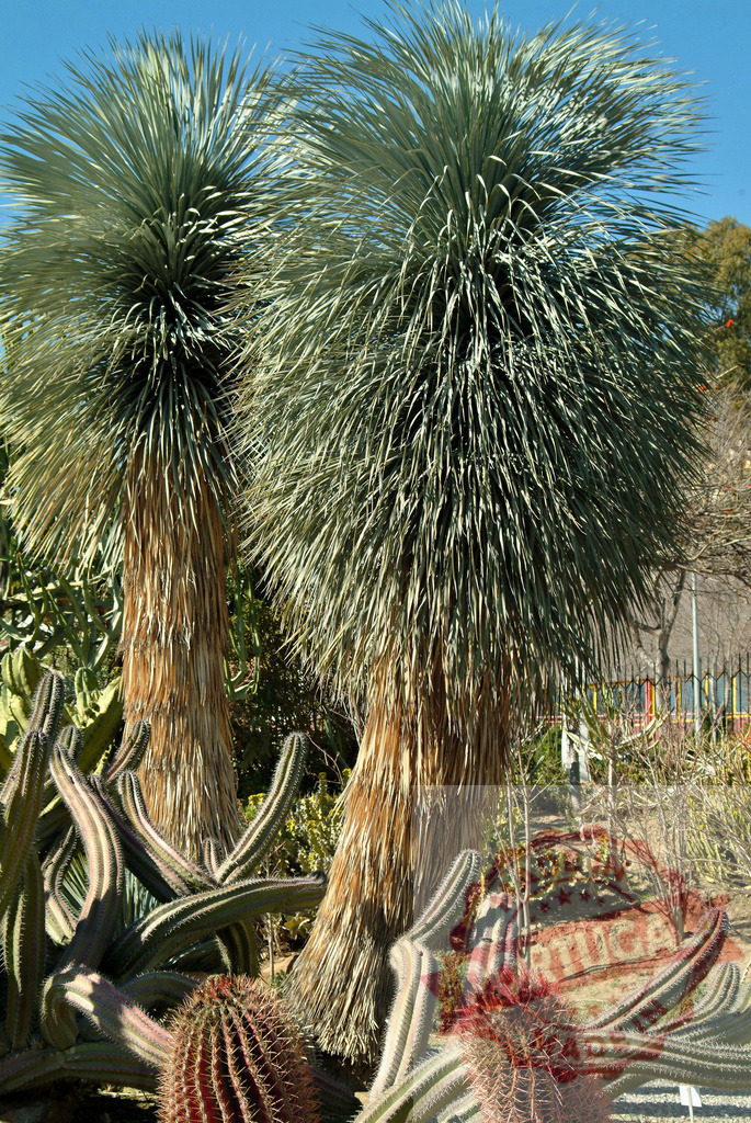 Yucca rostrata beaked yucca growing in desert garden | Yucca rostrata and various cacti thriving in arid botanical garden - Realized with Pictrs.com