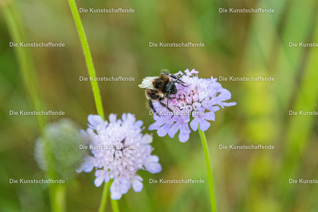 Manuela Strombach-Gauss-0923 | Kunstdruck-Postkarten von, analog und digital, handgemalten Postkarten und Bildern.
Außerdem Fotoprodukte in verschiedenen Ausführungen.
 - Realisiert mit Pictrs.com