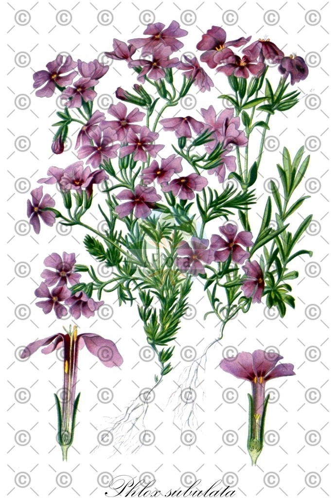 HistAbb_wfo-0000269733_1_ENZY_Simple | Historische Abbildung von Phlox subulata - Polemoniaceae | Historical Illustration of Phlox subulata - Polemoniaceae