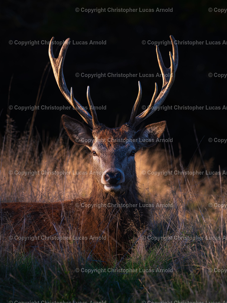Rothirsch_ Porträt | bildkomponist - Realisiert mit Pictrs.com