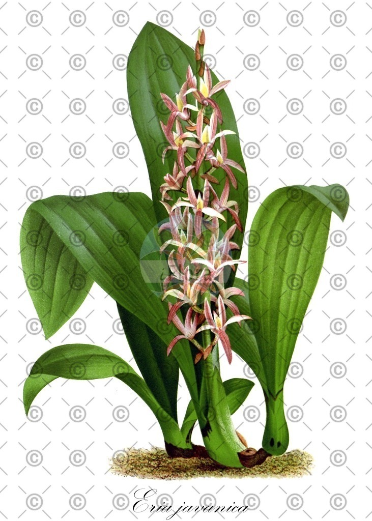 HistAbb_wfo-0000671222_1_ENZY_Simple | Historische Abbildung von Eria javanica - Orchidaceae | Historical Illustration of Eria javanica - Orchidaceae