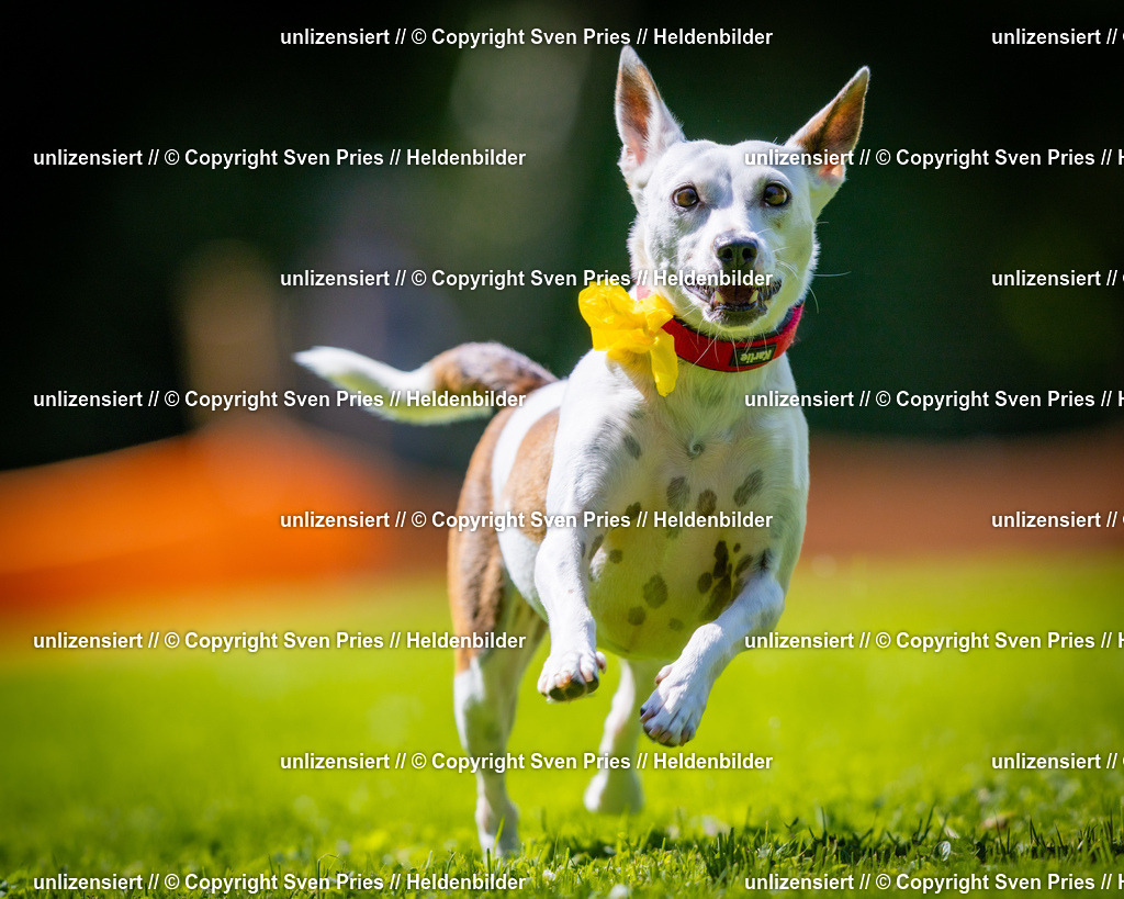 Sven Pries | 2025-08-10 - Hunderennen Durlach - Realisiert mit Pictrs.com