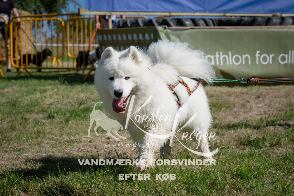 1056_ZZ99710 | kk-dogfotos