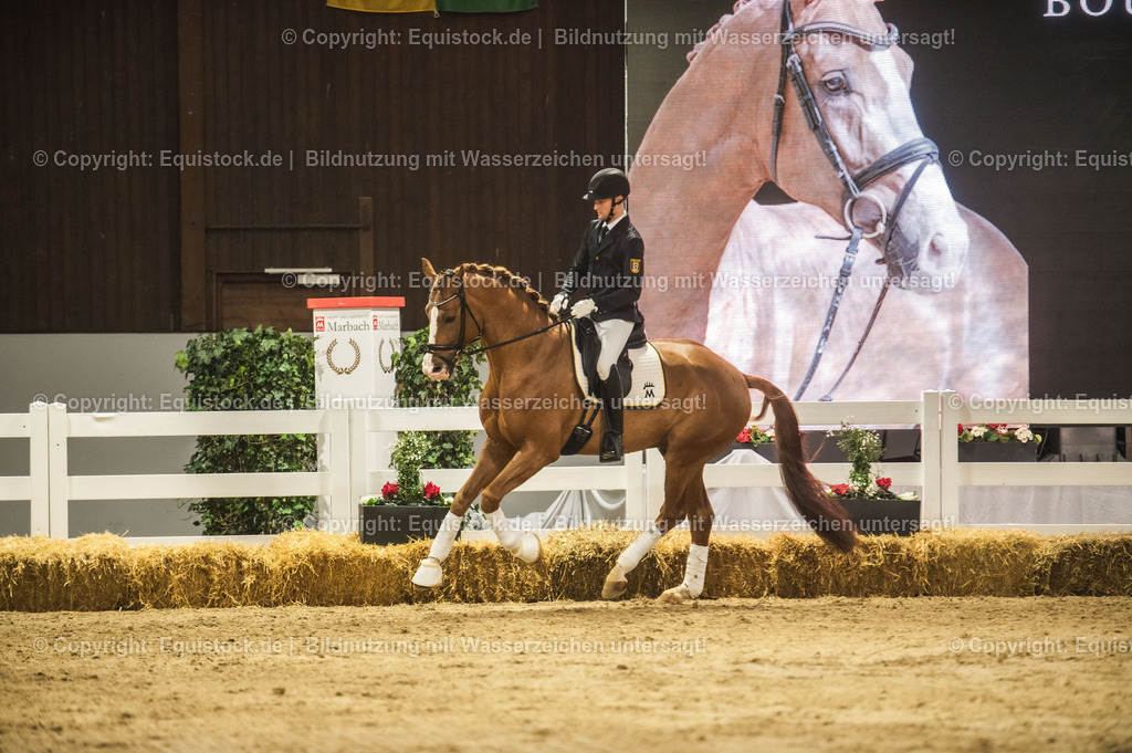 20240302_Hengstvorstellung_Marbach_TOMsPiC_0561-2 | equistock