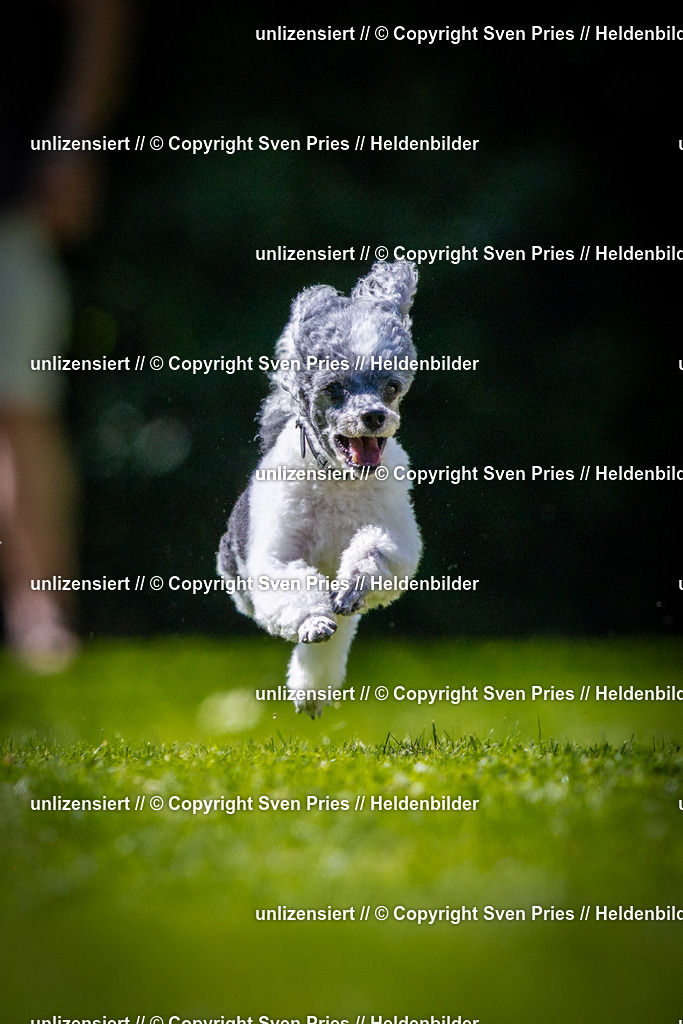 Sven Pries | 2025-08-10 - Hunderennen Durlach - Realisiert mit Pictrs.com