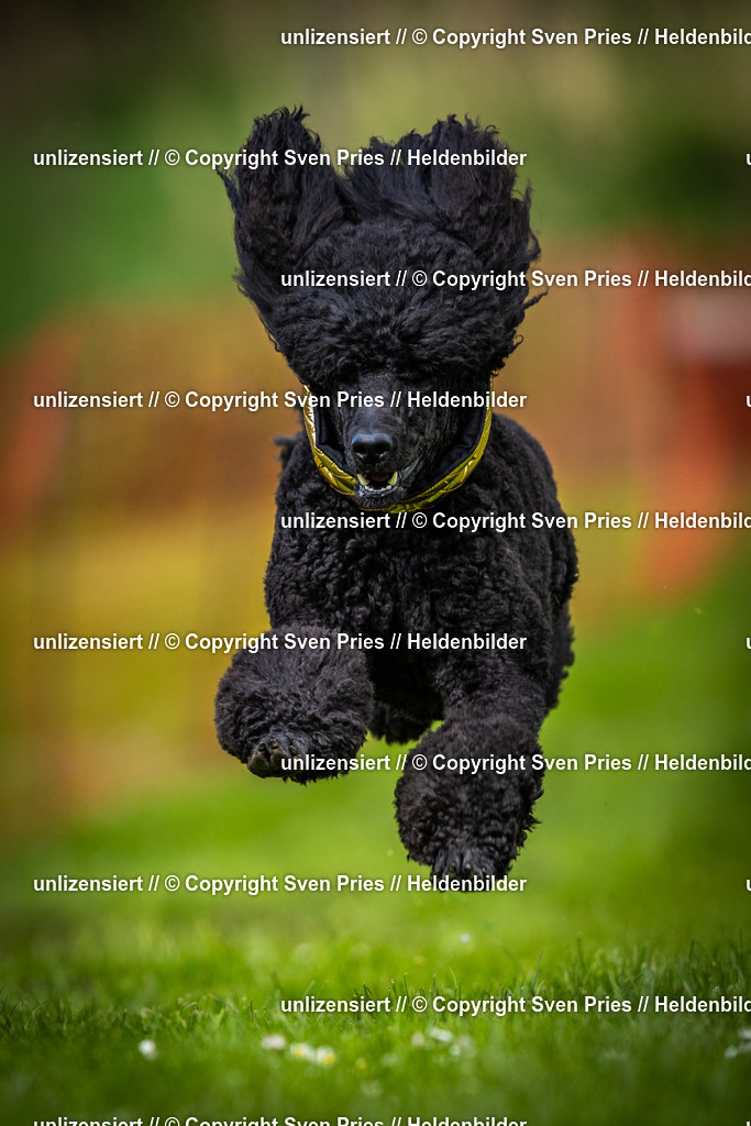 Sven Pries | 2025-04-13 - Hunderennen Baden-Baden - Realisiert mit Pictrs.com