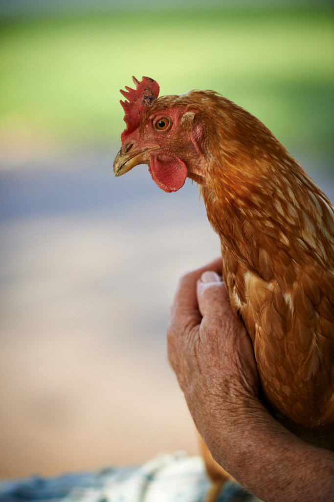 Ältere Frau mit Huhn in der Hand | Rohrbrunn, Austria - July 21, 2015: Ältere Frau sitzt auf einer Holzbank und hält ihr Lieblingshuhn. - Realisiert mit Pictrs.com