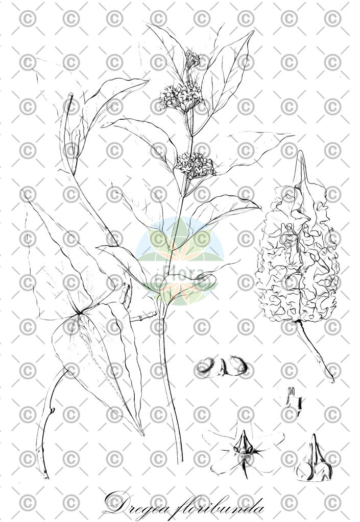 HistAbb_wfo-0000945778_1_ENZY_Simple | Historische Abbildung von Dregea floribunda - Apocynaceae | Historical Illustration of Dregea floribunda - Apocynaceae