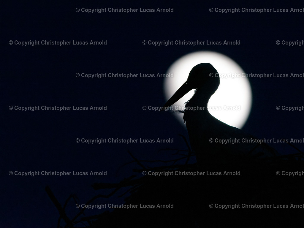 Weißstorch im Mond | bildkomponist - Realisiert mit Pictrs.com
