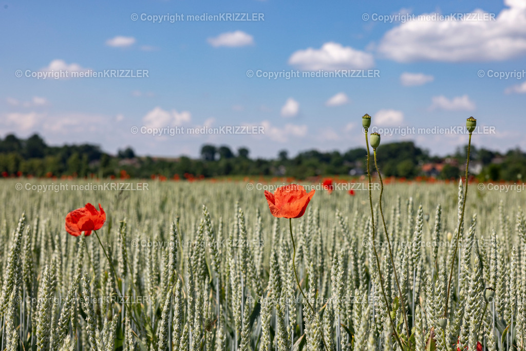 _J3A1249 | medienkrizzler - Realisiert mit Pictrs.com