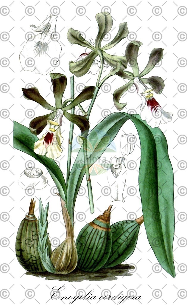 HistAbb_wfo-0000667733_1_ENZY_Simple | Historische Abbildung von Encyclia cordigera - Orchidaceae | Historical Illustration of Encyclia cordigera - Orchidaceae