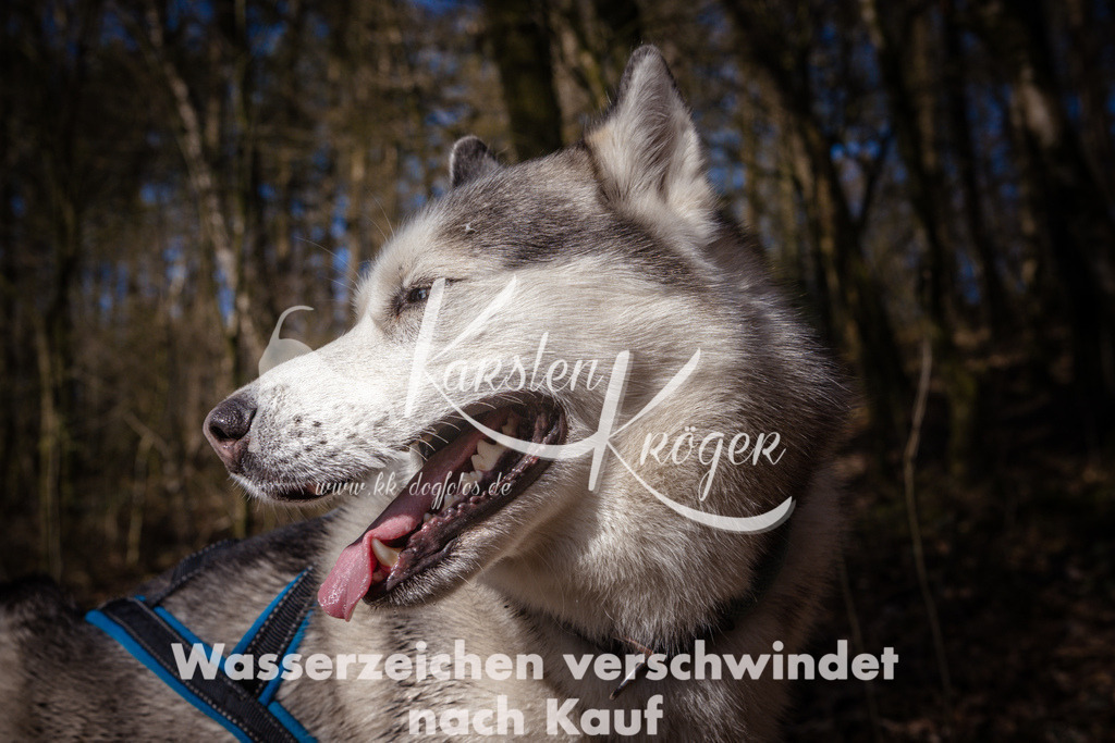 0944_ZZ99695 | kk-dogfotos