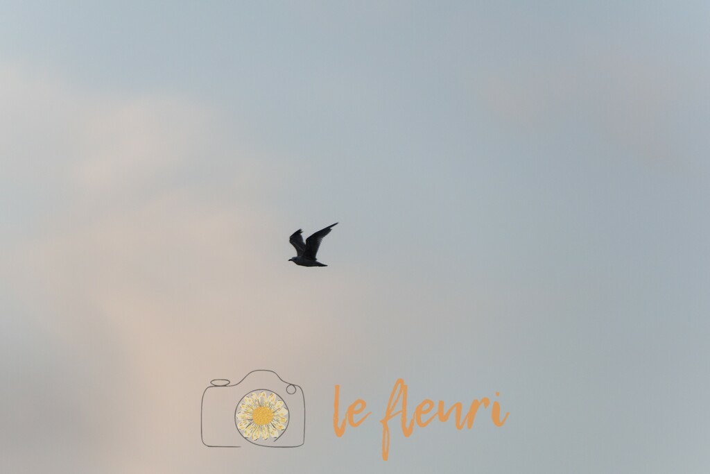 DSC_0338-NEF_DxO_HQ | Dies ist der Shop von Florian Blum - le fleuri. Langenthal, Bern, Schweiz. Sie können hier meine oder ihre eigenen Fotos als Fotoprodukte kaufen. Tassen, Schlüsselanhänger, Taschen etc. können Sie hier gestalten.  - Realisiert mit Pictrs.com