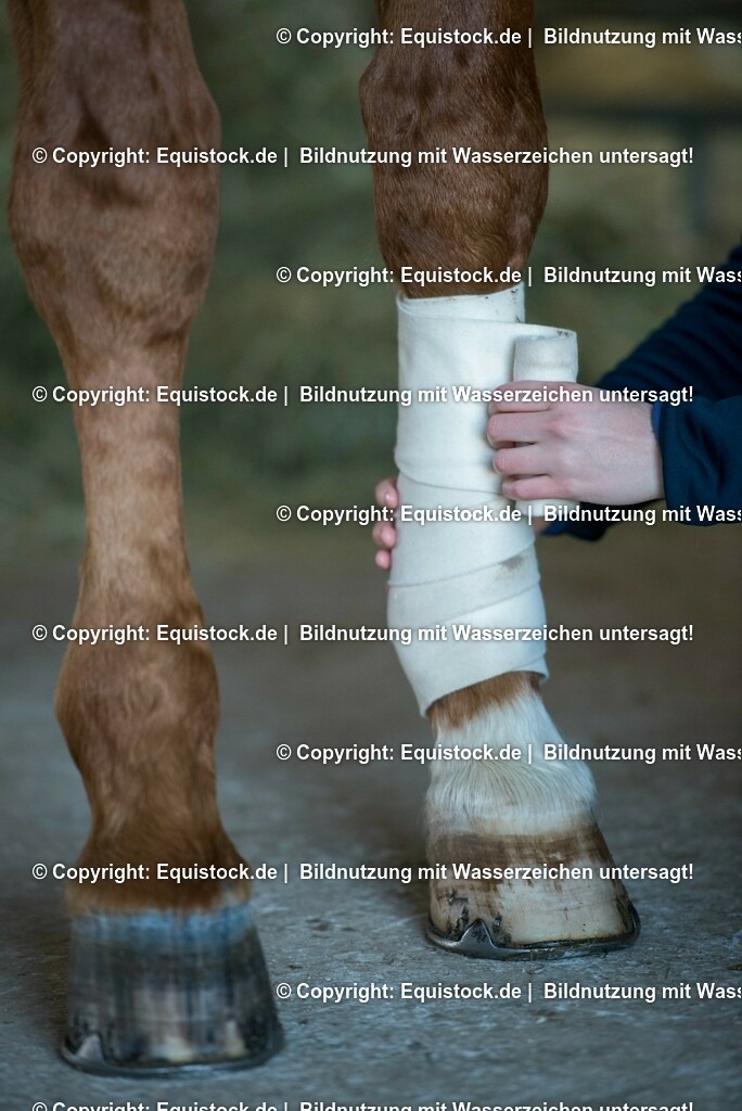 20160120_Bandagieren_0002 | equistock
