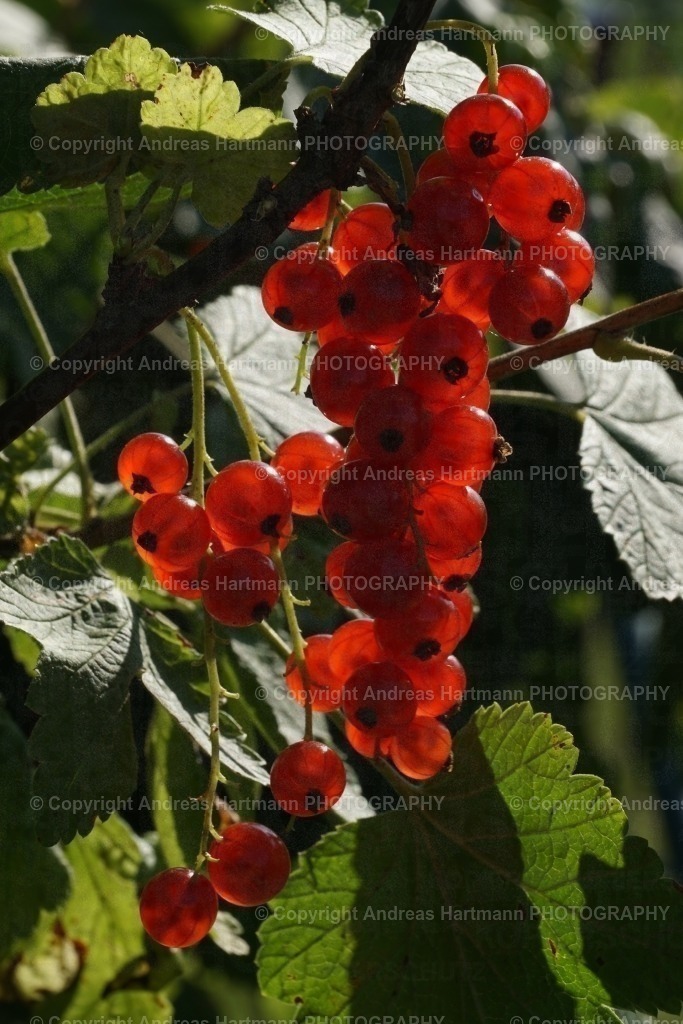 Rote Johannisbeeren | Rote Johannisbeeren - Realisiert mit Pictrs.com