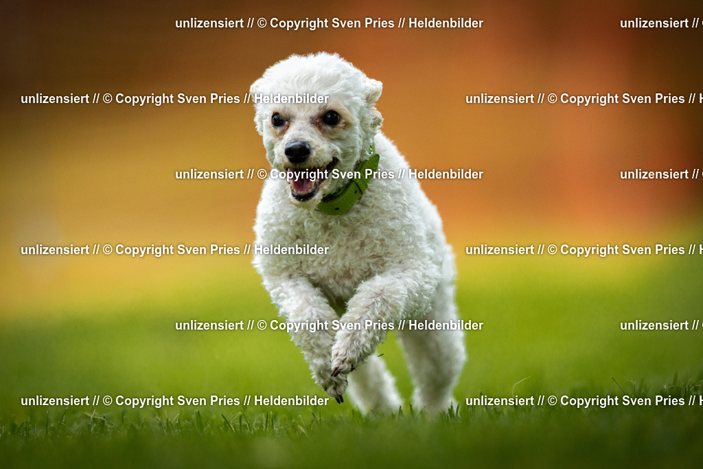 Sven Pries | 2025-09-21 - Hunderennen Baden-Oos - Realisiert mit Pictrs.com