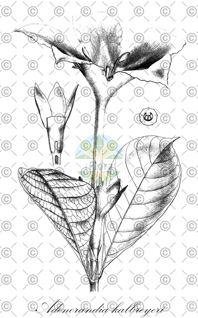 HistAbb_wfo-0000776633_1_ENZY_Simple | Historische Abbildung von Adenorandia kalbreyeri - Rubiaceae | Historical Illustration of Adenorandia kalbreyeri - Rubiaceae