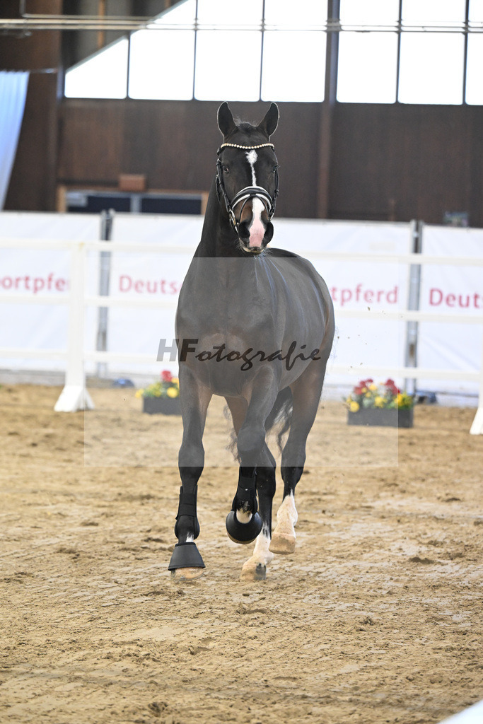 Kat-Nr. 75 Diro x Cornado I_Matthias Schlamminger_47252667 | hf-fotografie - Realisiert mit Pictrs.com