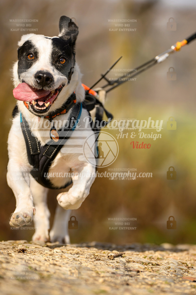 MompixPhotography_6ReiatRennen2026_SA_HappyDog-27 | PayLife