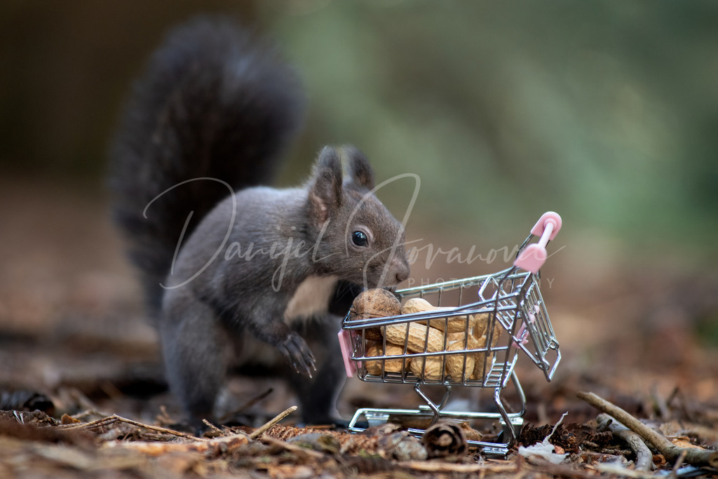 Eichhörnchen | Eichhörnchen beim Einkauf im Wald