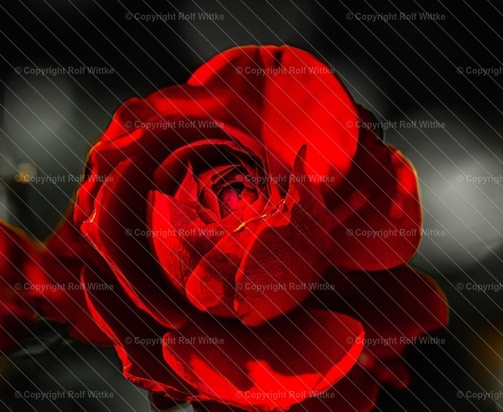 the rose | LieblicheRose - Realisiert mit Pictrs.com