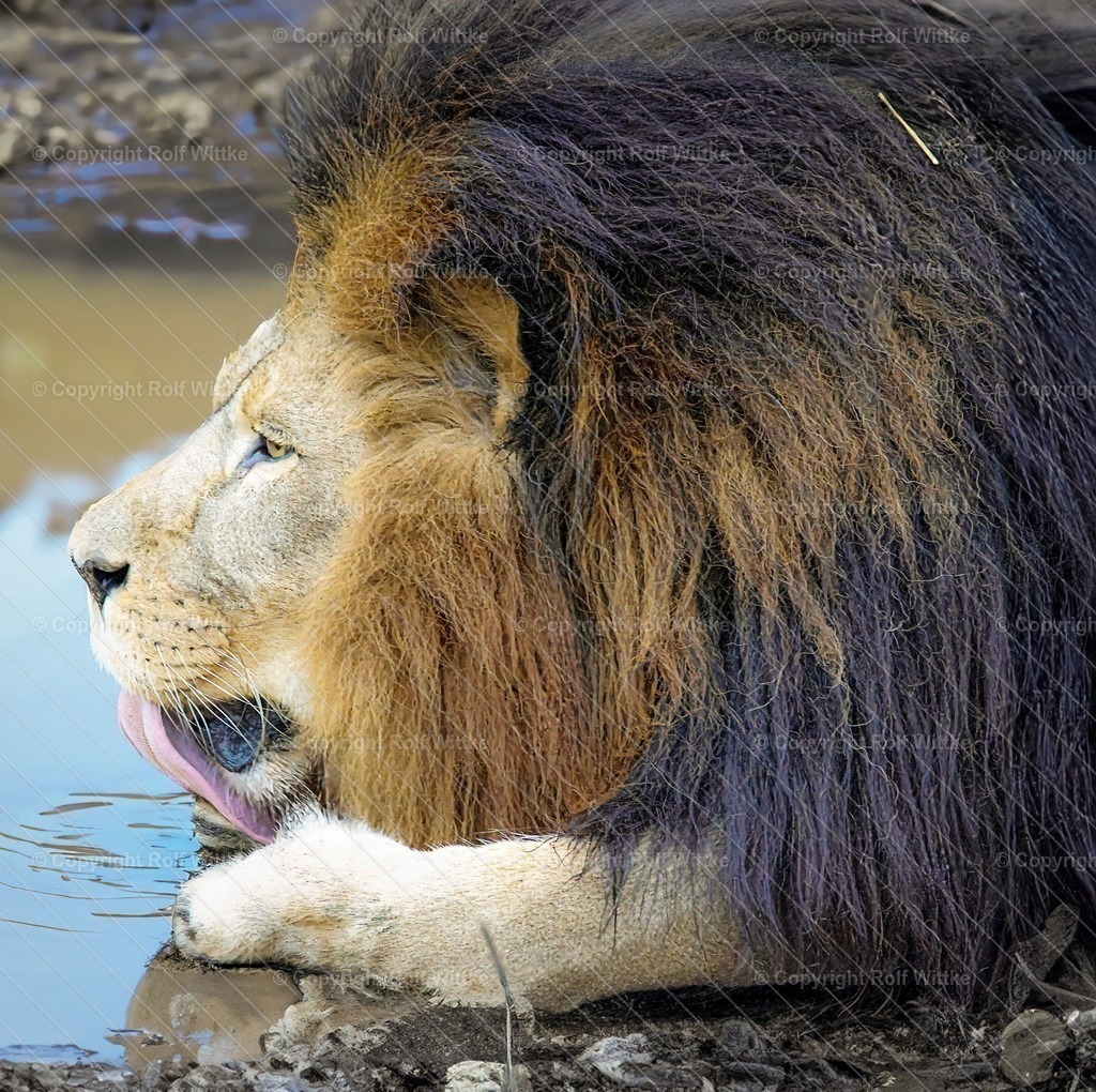 löwe1-2 | der Löwe löscht seinen Durst an einer Wasserpfütze - Realisiert mit Pictrs.com