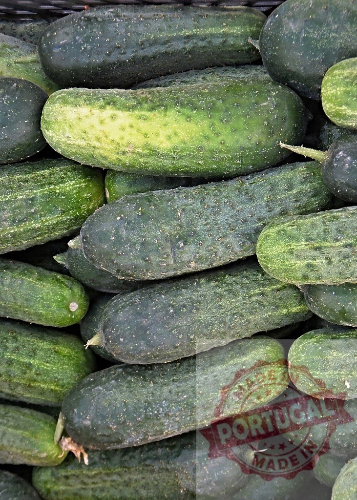 Fresh green cucumbers ready for pickling and healthy eating | Pile of fresh bumpy cucumbers harvested for various culinary uses - Realized with Pictrs.com