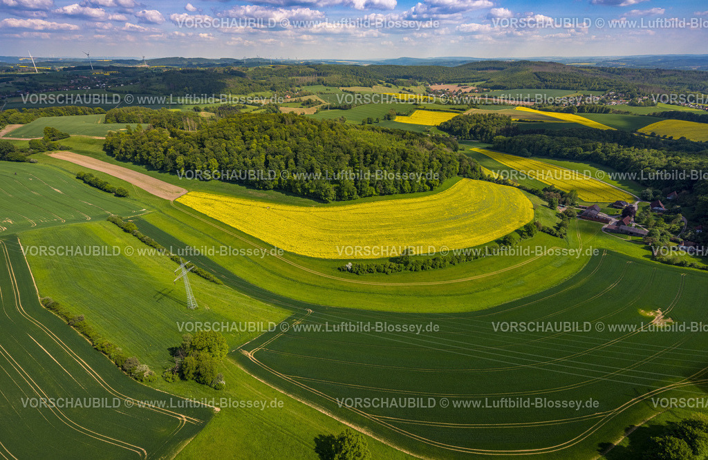 Lemgo240505447Feldlandschaft | Luftbild, Feldlandschaft, Hügellandschaft und Waldstück Steinberg mit Wiesen und gelben Rapsfeldern am Hellbach, Fernsicht mit blauem Himmel, Bavenhausen, Kalletal, Ostwestfalen, Nordrhein-Westfalen, Deutschland